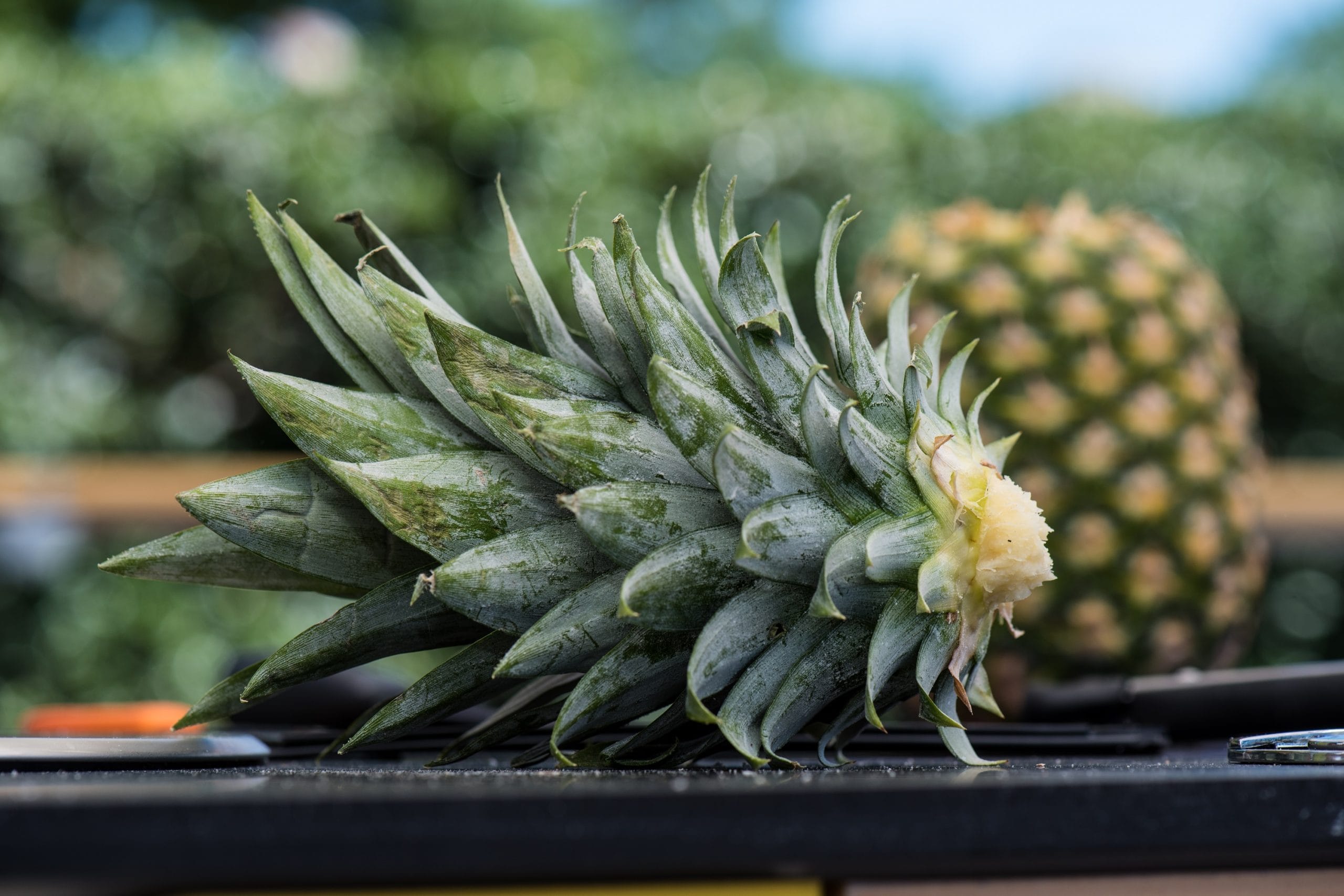 Pineapple Crown